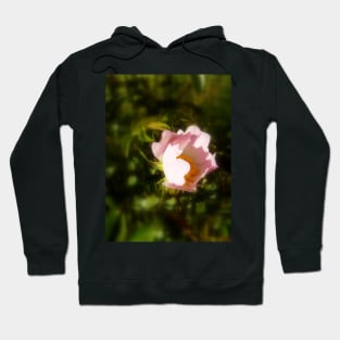 old-fashioned roses by Fox Creek & Columbia River 8 Hoodie